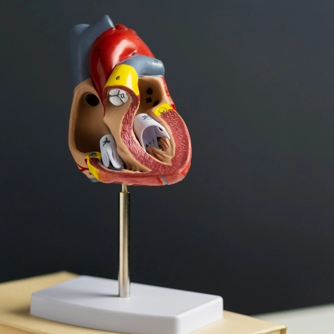 Heart Diagram and Visual Explanation